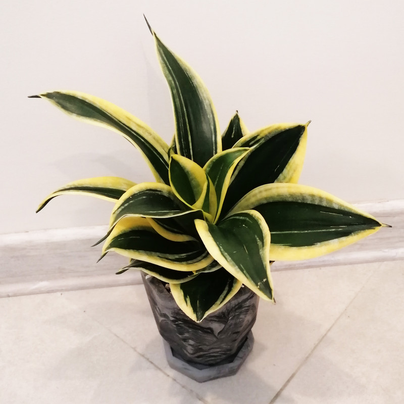 گیاه طبیعی سانسوریا بلک گلد مدل مطبق