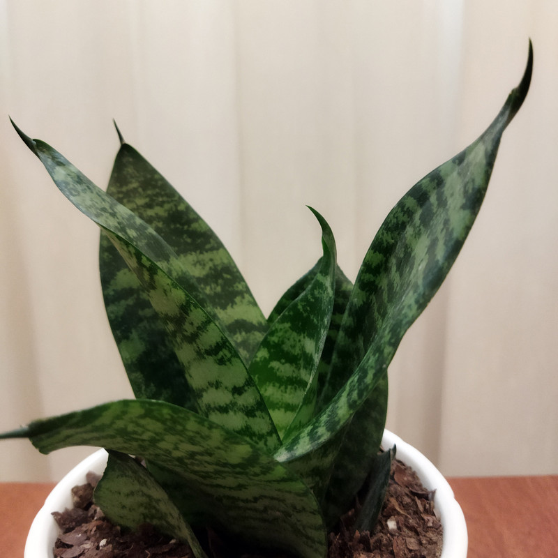 گیاه طبیعی سانسوریا کد pg_24 گیاه طبیعی سانسوریا کد pg_24