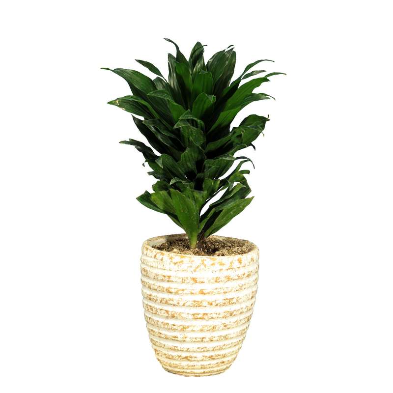 گیاه طبیعی دراسنا کامپکت کد AS-16