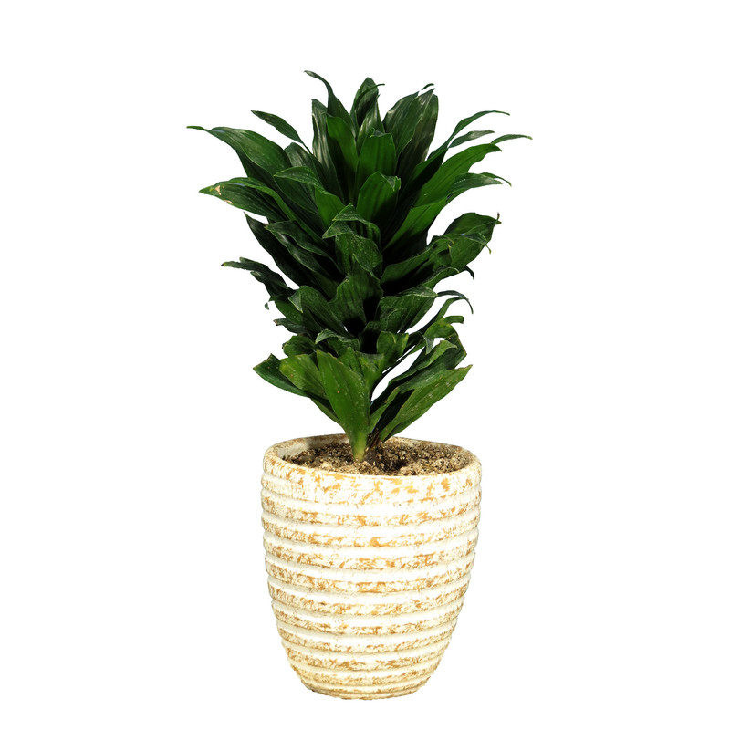 گیاه طبیعی دراسنا کامپکت کد AS-16