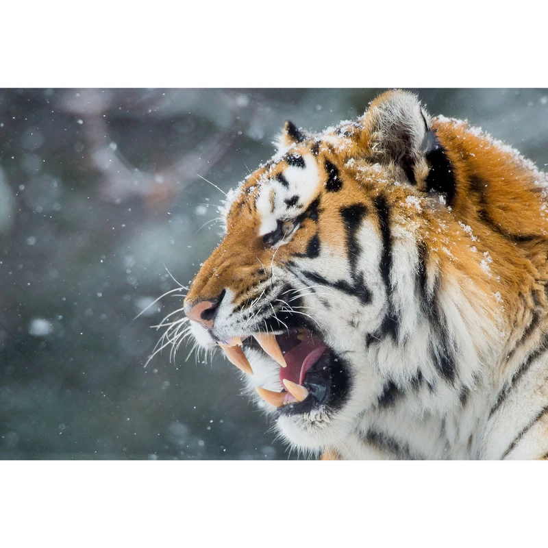 مگنت طرح ببر مدل T1704