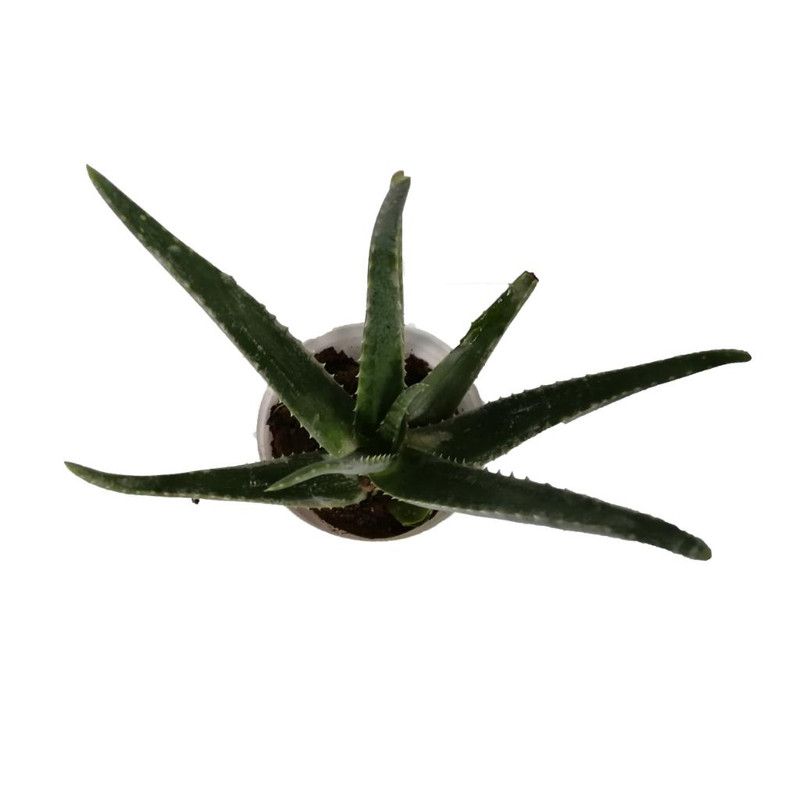 گیاه طبیعی آلوئه ورا کد gp10