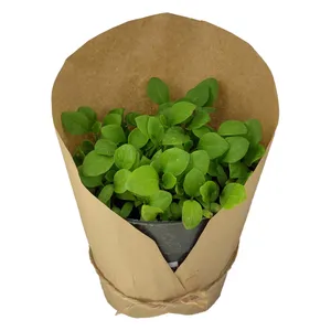 گیاه طبیعی نشا بادمجان کد yt46