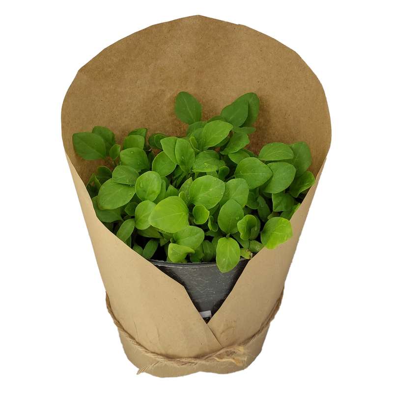 گیاه طبیعی نشا بادمجان کد yt46