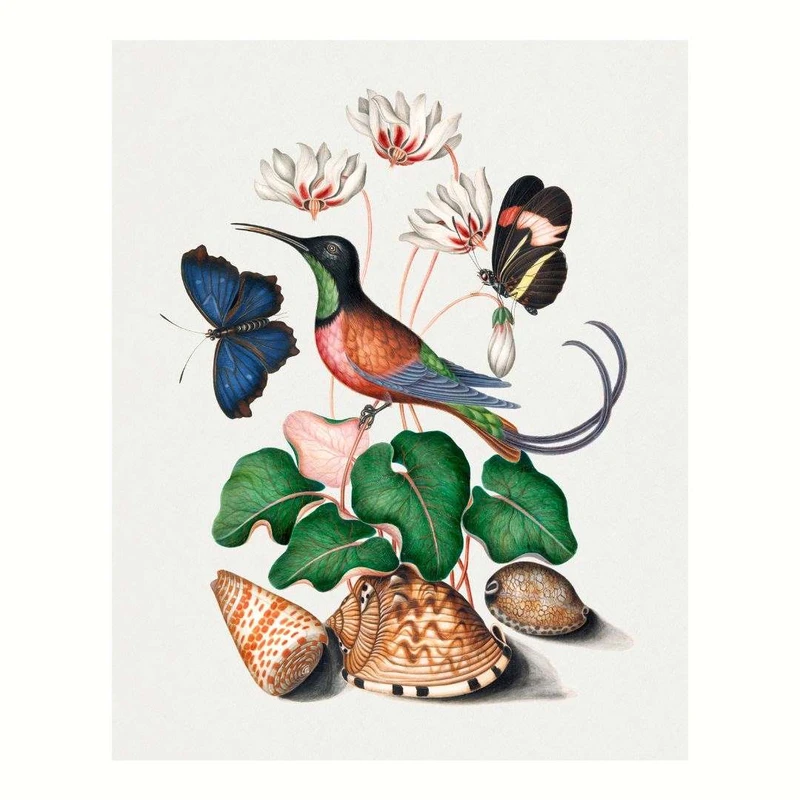 پوستر مدل مرغ مگس خوار و پروانه ها