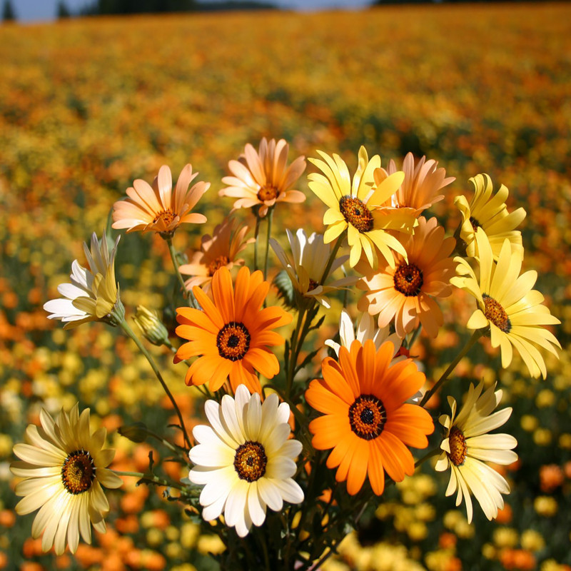 بذر گل استئوسپرموم الوان وانیا سید مدل O326