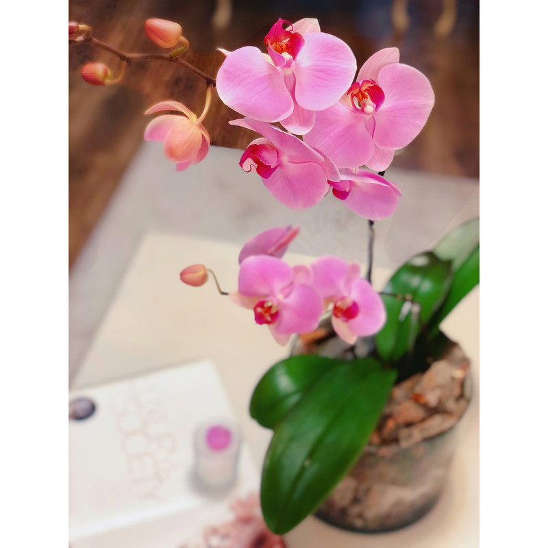 گیاه طبیعی ارکیده صورتی گل گیفت کد GP009