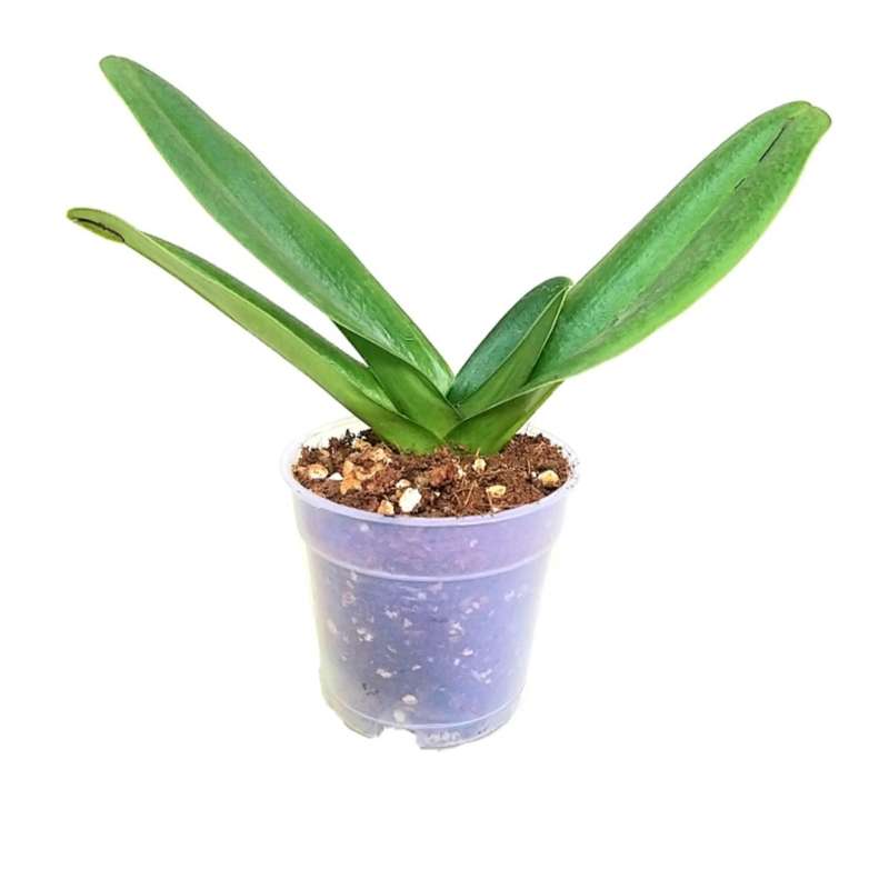 گل طبیعی ارکیده مدل پافی گل طبیعی ارکیده مدل پافی