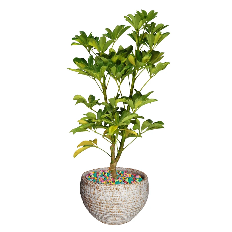 گیاه طبیعی شفلرا ابلغ کد As-19.1