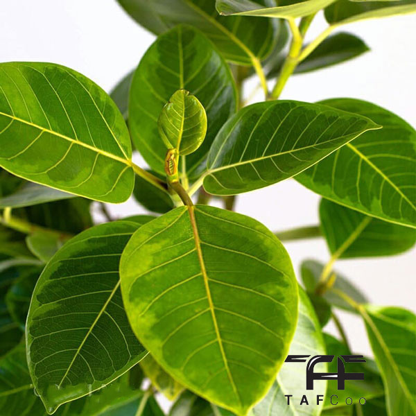 گل طبیعی فیکوس التیسیما تافکو کد 2029 گل طبیعی فیکوس التیسیما تافکو کد 2029