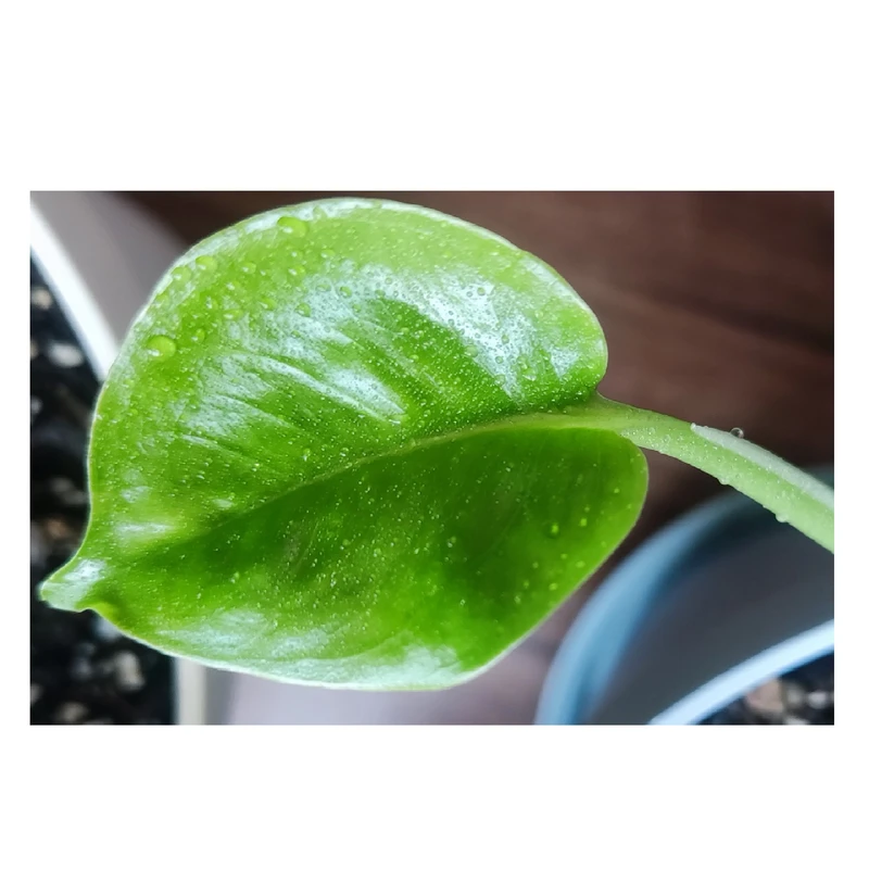 تابلو شاسی بکلیت طرح برگ سبز مدل SH-s0100016