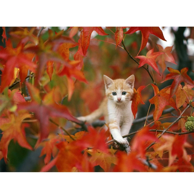 تابلو شاسی گالری هنرآرا طرح گربه بازیگوش کد 11084