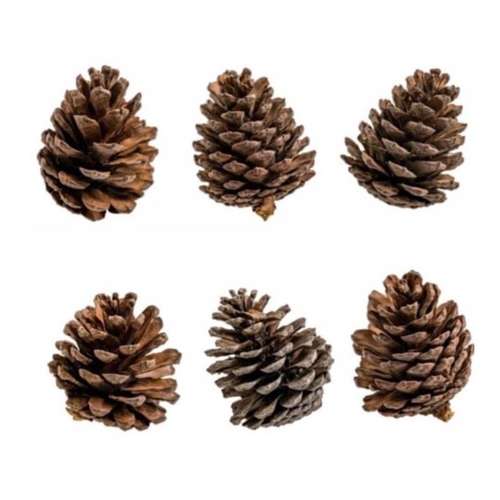 میوه تزیینی مدل کاج کد 7431834 بسته 6 عددی .