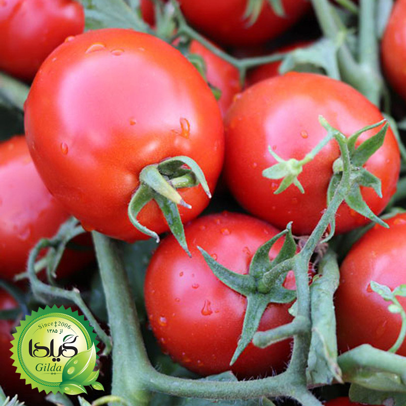 بذر گوجه تخم مرغی گیلدا کد 555