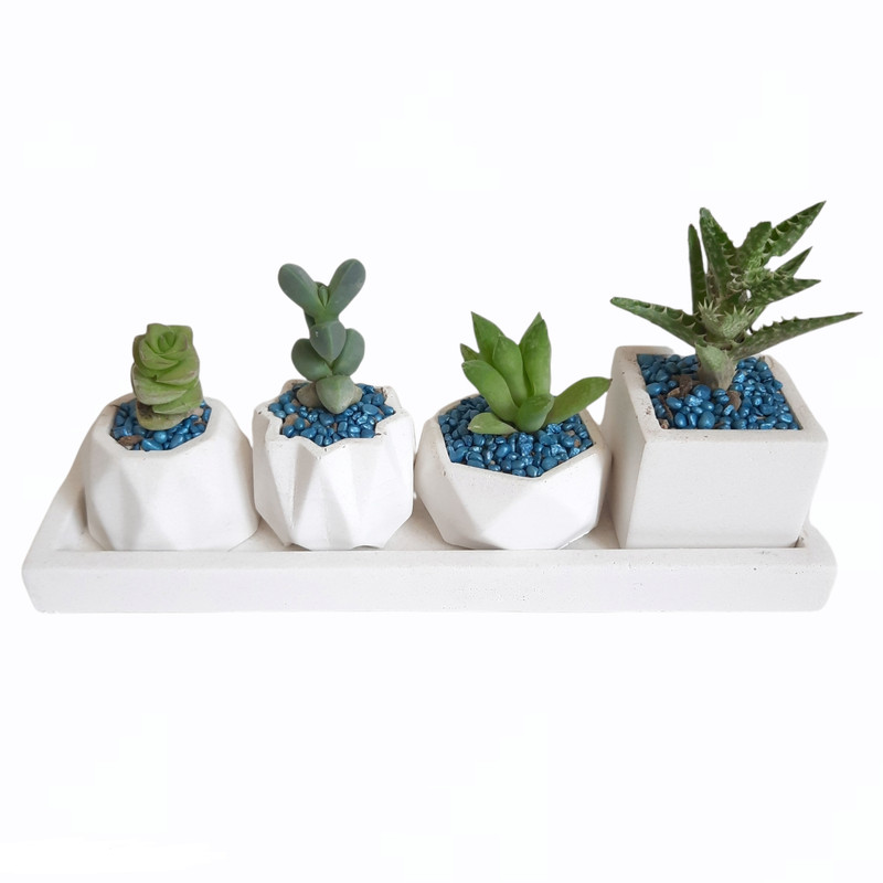 گیاه طبیعی ساکولنت و کاکتوس کد 7 مجموعه 4 عددی