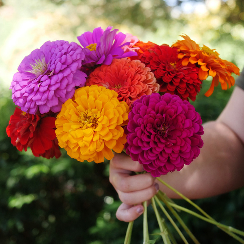 بذر گل آهار الوان سانیا سید مدل ss37