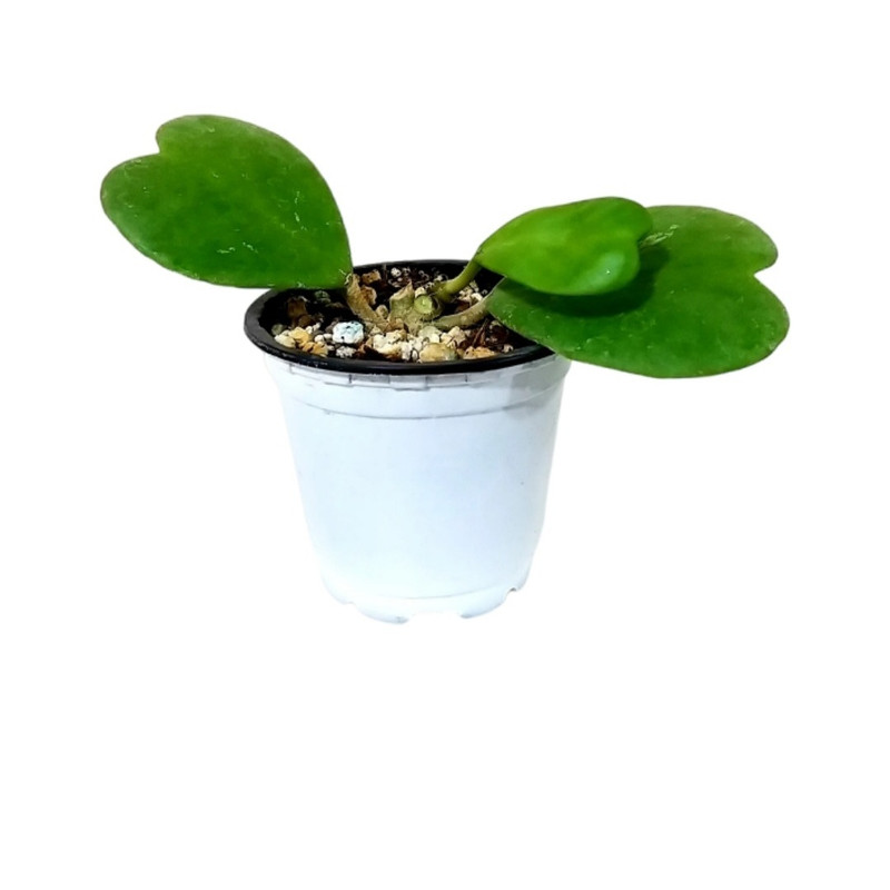 گل طبیعی هویا کری مدل 01