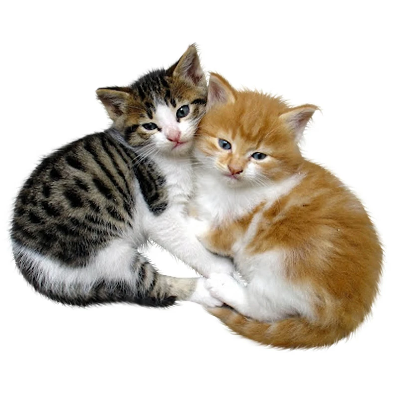 استیکر لپ تاپ گیم مون طرح گربه کد 111147