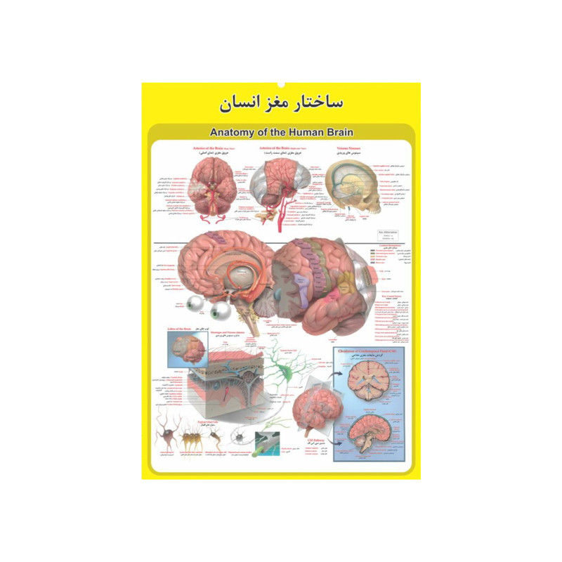 پوستر آموزشی مدل آناتومی مغز انسان