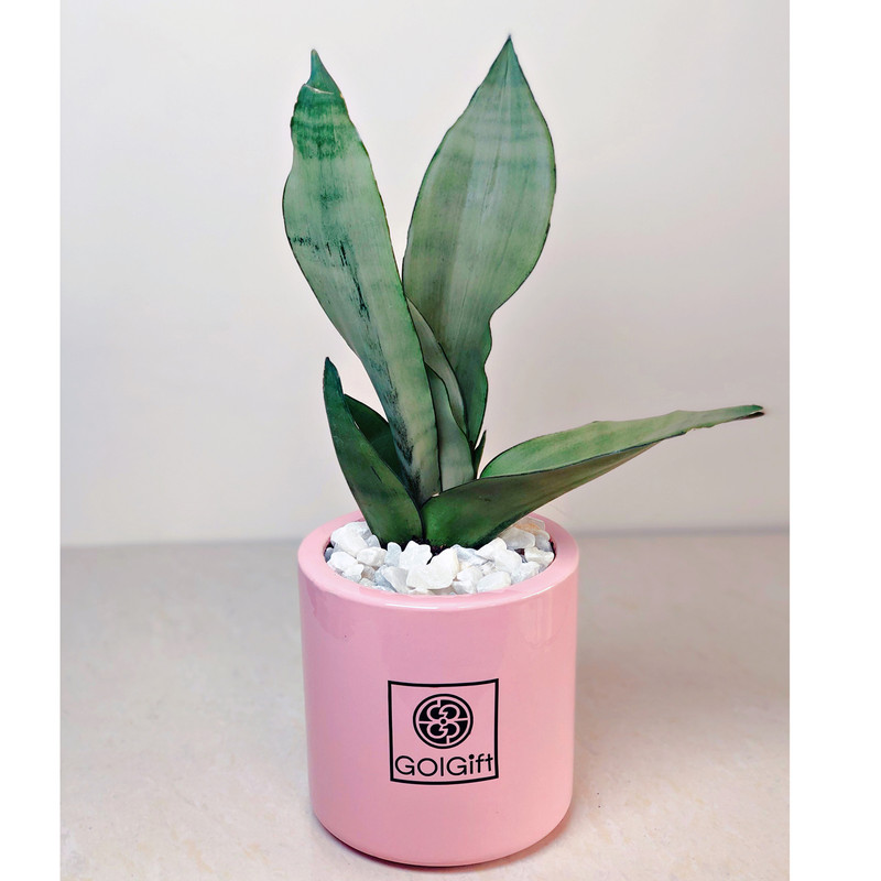 گیاه طبیعی سانسوریا مهتابی گل گیفت کد GP004