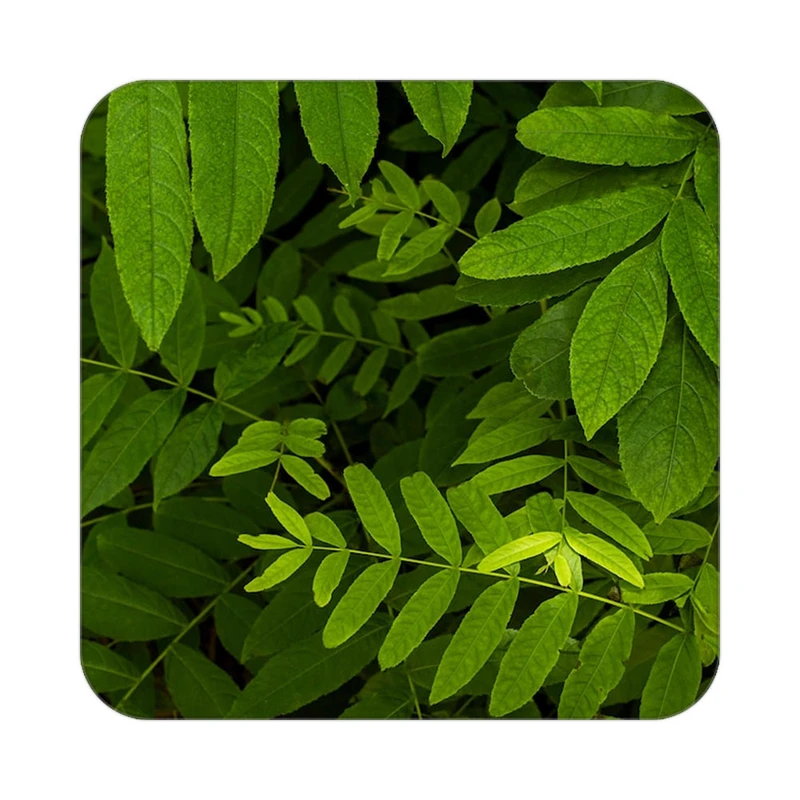 زیر لیوانی کاکتی طرح گل مدل mp17270