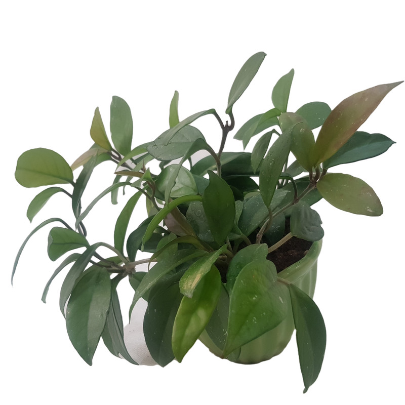 گیاه طبیعی هویا کارنوزا مدل 20 گیاه طبیعی هویا کارنوزا مدل 20