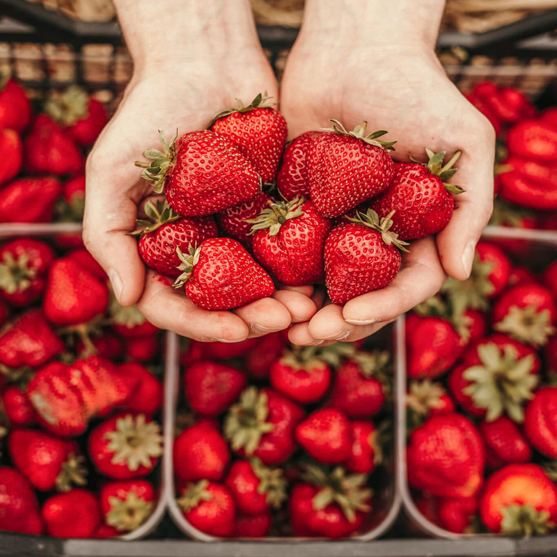 بذر توت فرنگی کاماروسا سانیا سید مدل S36