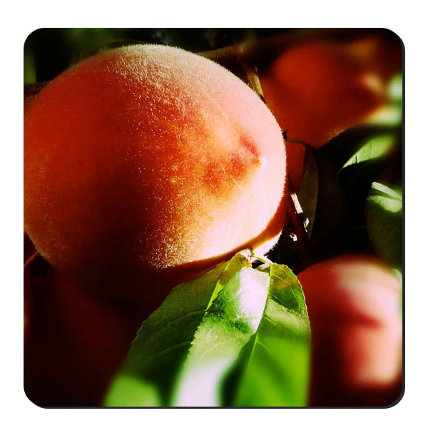  زیر لیوانی طرح هلو کد nzl755