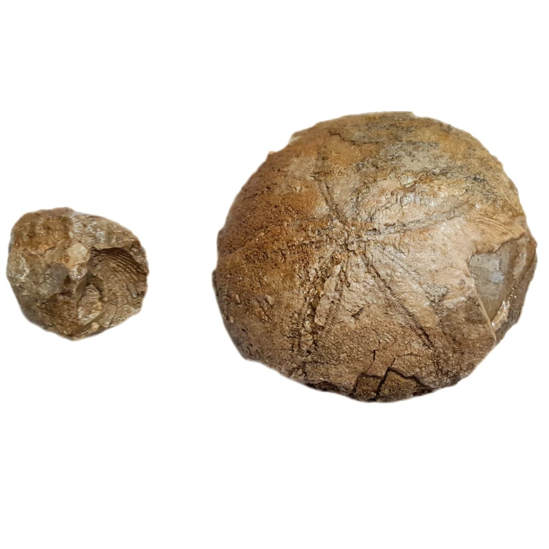 عکس شماره 5 : سنگ راف مدل فسیل صدف و ستاره دریایی کد 476 بسته 2 عددی