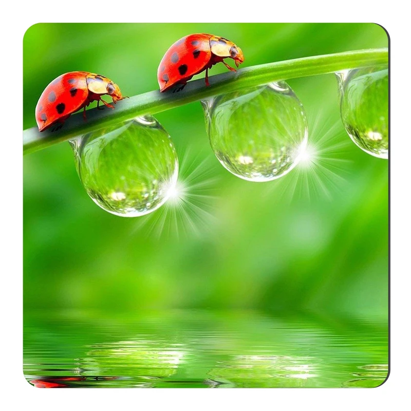  مگنت طرح کفشدوزک و شبنم کد NIM1700 