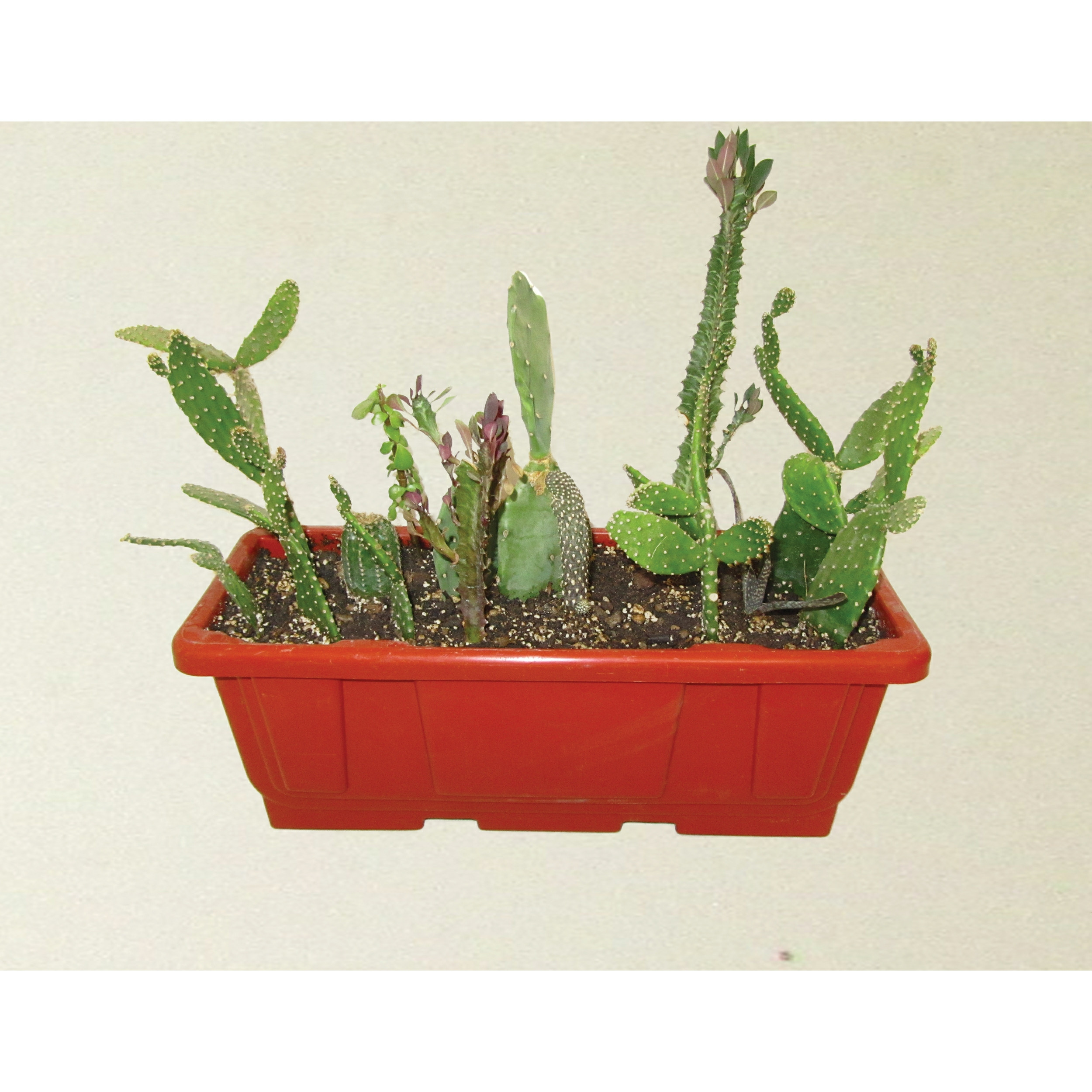 گیاه طبیعی افوربیا و اپونتیا مدل جنگل کاکتوس کد 0114 گیاه طبیعی افوربیا و اپونتیا مدل جنگل کاکتوس کد 0114