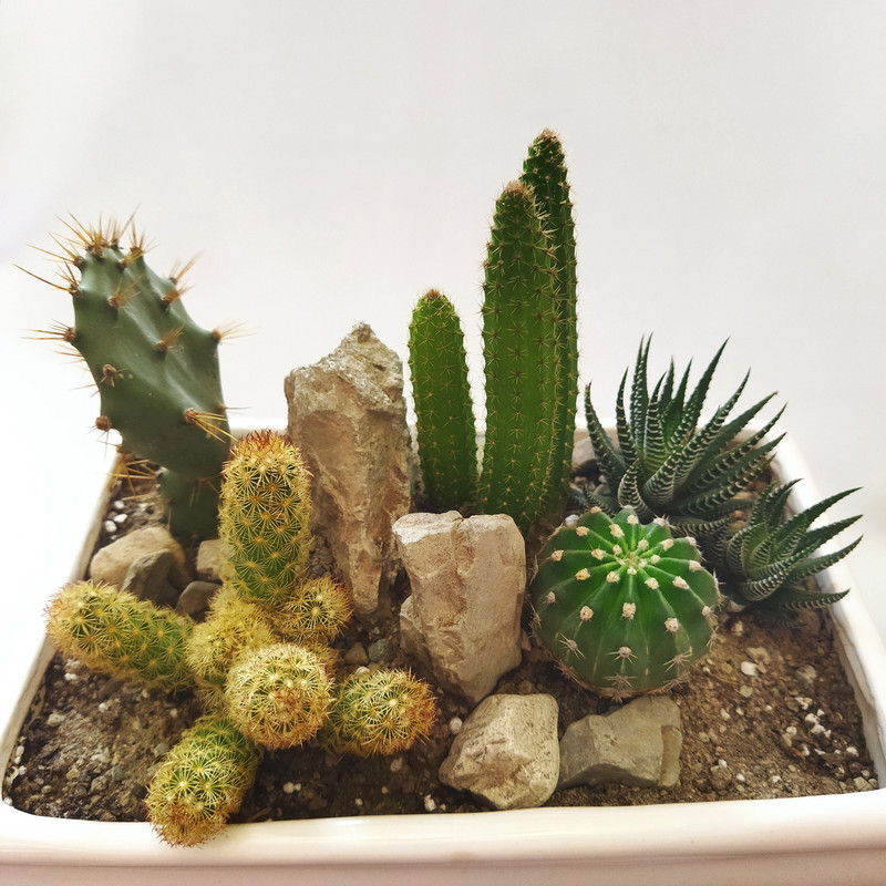 گیاه طبیعی کاکتوس کد pg_20