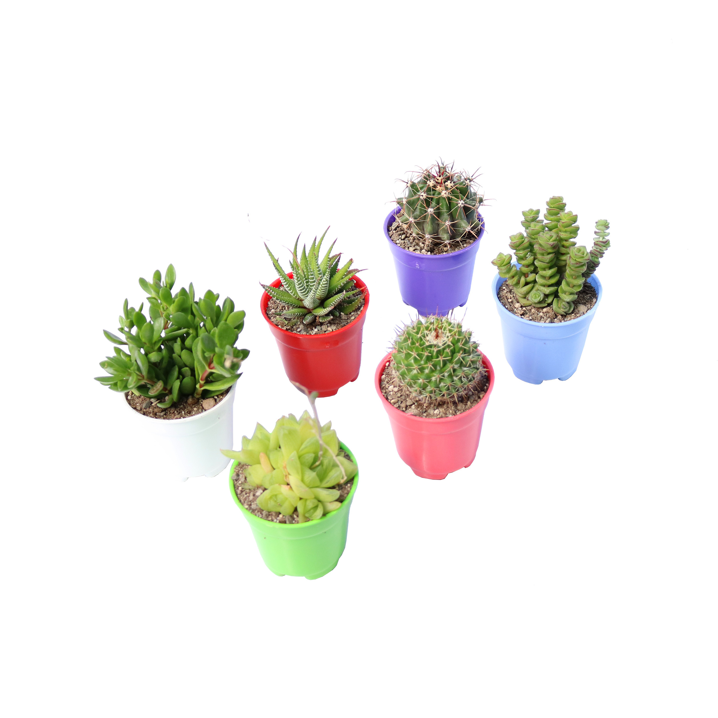 گیاه طبیعی کاکتوس و ساکولنت آیدین کاکتوس کد CB-050 مجموعه 6 عددی