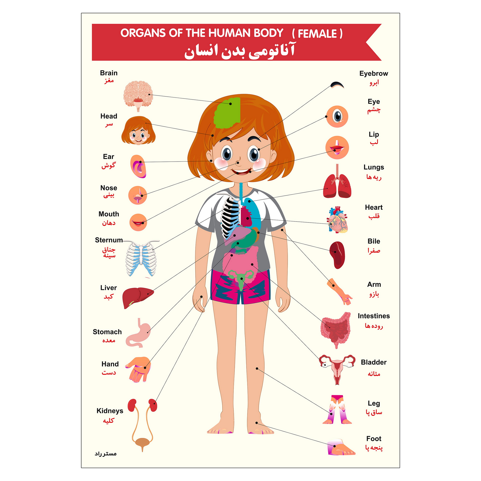 پوستر آموزشی مستر راد مدل آناتومی بدن فارسی و انگلیسی کد fiory 2241
