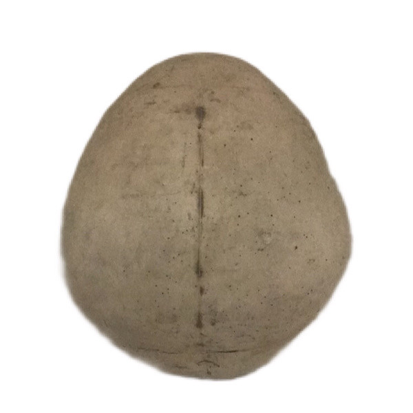 مجسمه مدل جمجمه