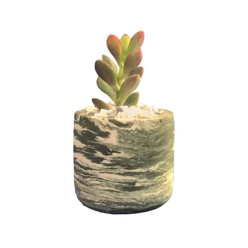 گیاه طبیعی کاکتوس ساکولنت کراسولا قاشقی مدل S-10