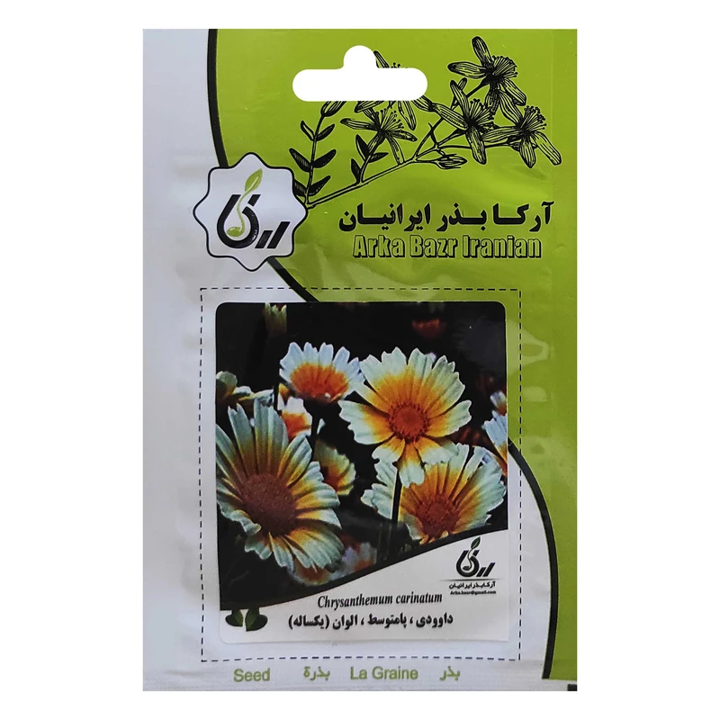  بذر داوودی پامتوسط الوان یکساله آرکا بذر ایرانیان کد ARK-028