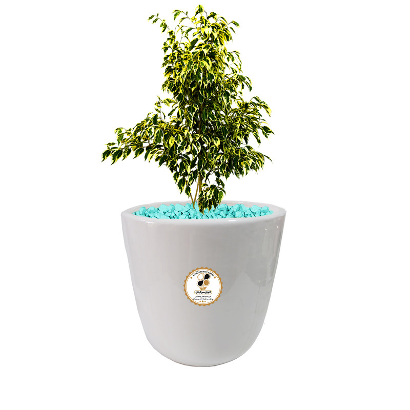 گیاه طبیعی بنجامین ابلق شرکت گلباران سبز گیلان مدل GN13-13M