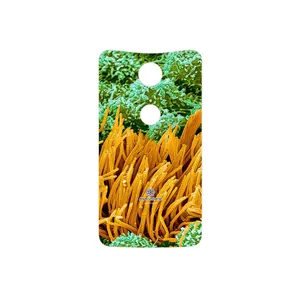 MAHOOT Atom Universe 6 Cover Sticker for Google Nexus 6