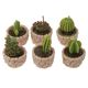 کاکتوس مجموعه 6 عددی