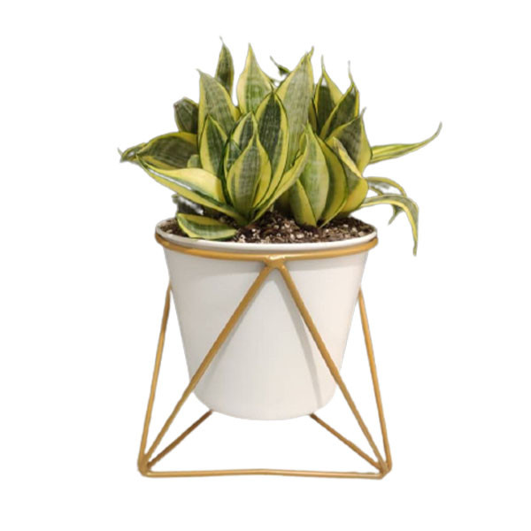 گیاه طبیعی سانسوریا مدل ابلق