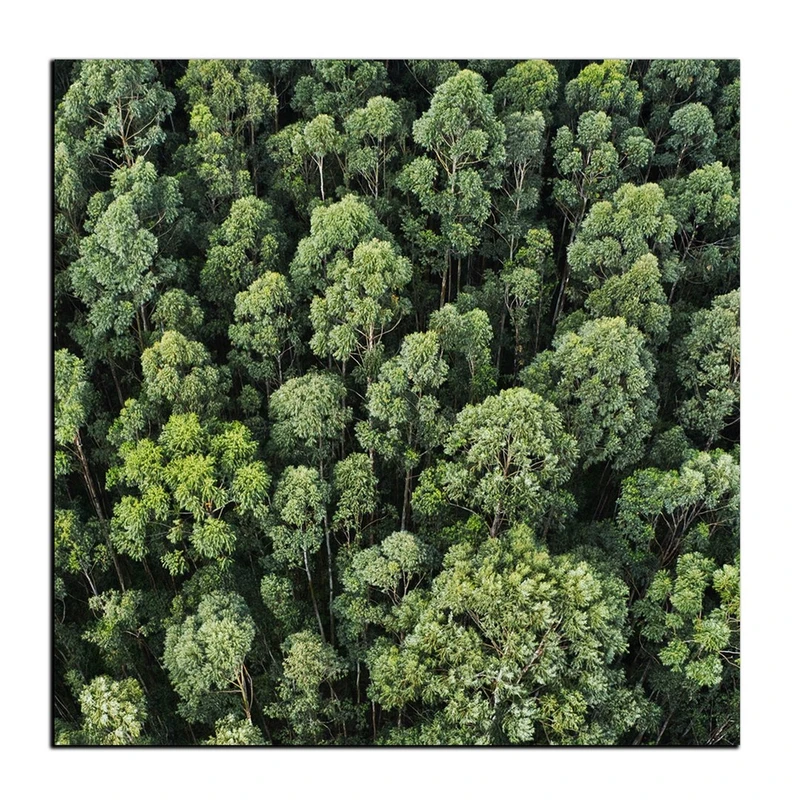 تابلو شاسی بکلیت طرح منظره جنگل تابستانی مدل SH-12061