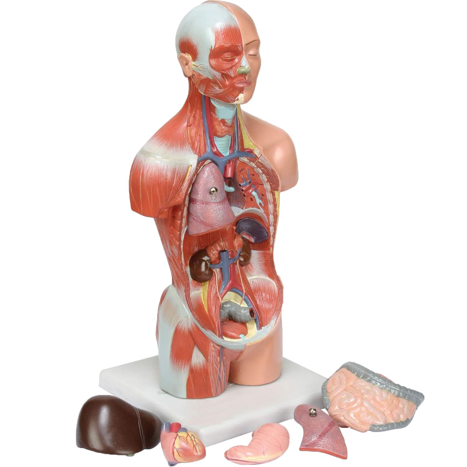 بازی آموزشی طرح مولاژ آناتومی بدن انسان مدل 7P -  - 1