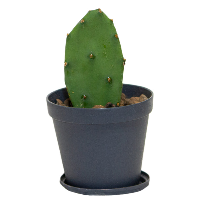 گیاه طبیعی کاکتوس مدل آپونتیا کد L-C-03