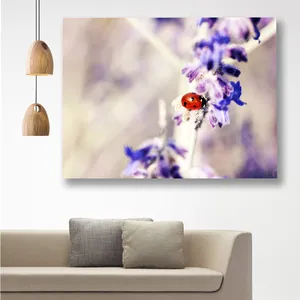 Starboy Gallery Ladybug Amazing 125 Tableau