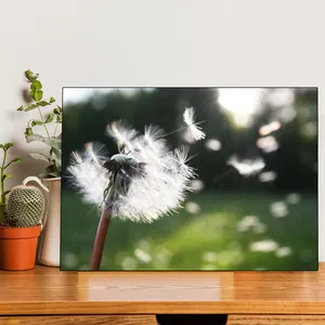 Starboy Gallery Dandelion Amazing 141 Tableau