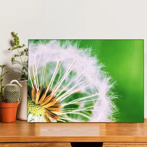 Starboy Gallery Dandelion Amazing 148 Tableau