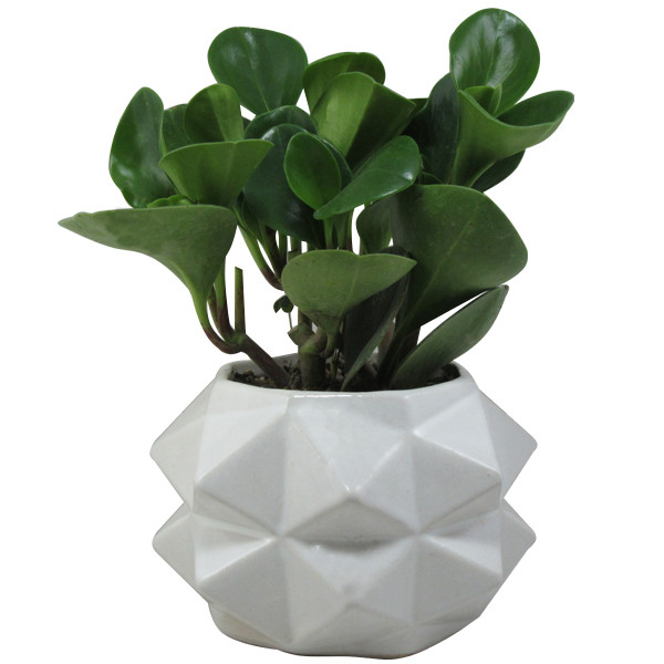 گیاه طبیعی پیرومیا کد SA - S02