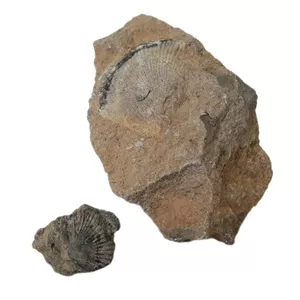 سنگ راف مدل فسیل صدف کد 148 بسته دو عددی