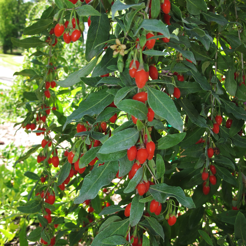 بذر میوه گوجی بری وانیا سید مدل D12